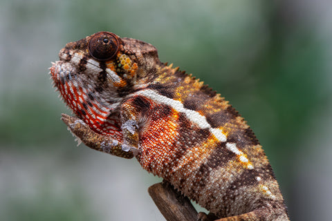 Holdbacks/Individuals: Ambilobe offspring from "Ankavia" (AKA Lefty) x "Nala-andriana" (AKA Scorpion Queen) - Hatched Jan/Feb 2025 - Male #5
