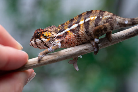 Holdbacks/Individuals: Ambilobe offspring from "Ankavia" (AKA Lefty) x "Nala-andriana" (AKA Scorpion Queen) - Hatched Jan/Feb 2025 - Male #5
