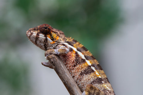 Holdbacks/Individuals: Ambilobe offspring from "Ankavia" (AKA Lefty) x "Nala-andriana" (AKA Scorpion Queen) - Hatched Jan/Feb 2025 - Male #5