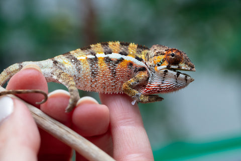 Holdbacks/Individuals: Ambilobe offspring from "Ankavia" (AKA Lefty) x "Nala-andriana" (AKA Scorpion Queen) - Hatched Jan/Feb 2025 - Male #5