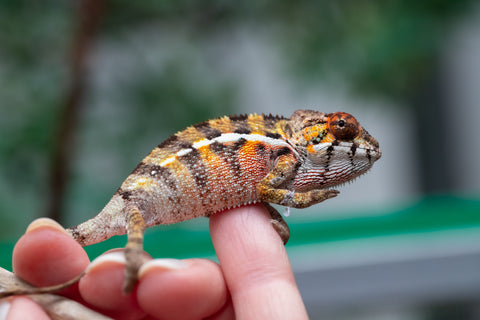 Holdbacks/Individuals: Ambilobe offspring from "Ankavia" (AKA Lefty) x "Nala-andriana" (AKA Scorpion Queen) - Hatched Jan/Feb 2025 - Male #5