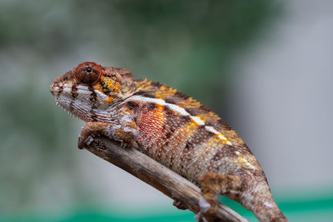 Holdbacks/Individuals: Ambilobe offspring from "Ankavia" (AKA Lefty) x "Nala-andriana" (AKA Scorpion Queen) - Hatched Jan/Feb 2025 - Male #5