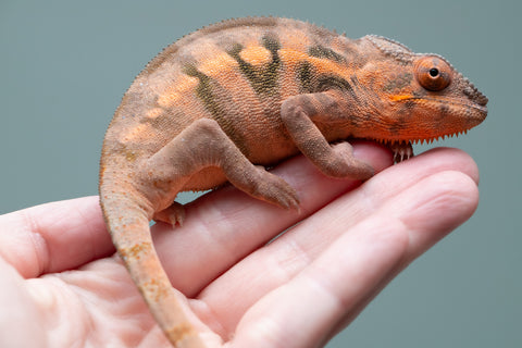Holdbacks/Individuals: Ambilobe offspring from "Ankavia" (AKA Lefty) x "Nala-andriana" (AKA Scorpion Queen) - Hatched March 2025 - Female #1