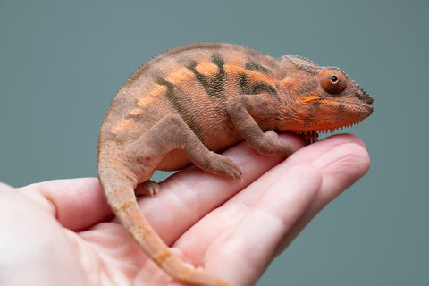 Holdbacks/Individuals: Ambilobe offspring from "Ankavia" (AKA Lefty) x "Nala-andriana" (AKA Scorpion Queen) - Hatched March 2025 - Female #1