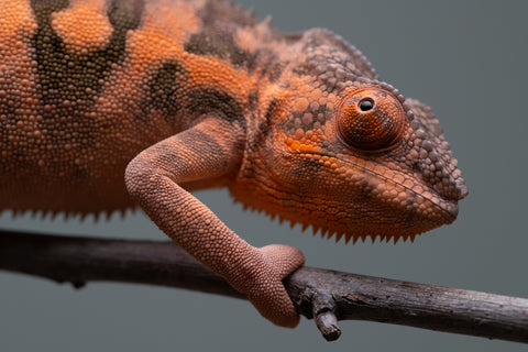 Holdbacks/Individuals: Ambilobe offspring from "Ankavia" (AKA Lefty) x "Nala-andriana" (AKA Scorpion Queen) - Hatched March 2025 - Female #1