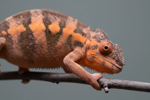 Holdbacks/Individuals: Ambilobe offspring from "Ankavia" (AKA Lefty) x "Nala-andriana" (AKA Scorpion Queen) - Hatched March 2025 - Female #1