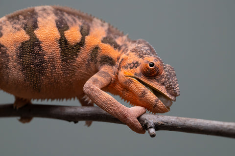 Holdbacks/Individuals: Ambilobe offspring from "Ankavia" (AKA Lefty) x "Nala-andriana" (AKA Scorpion Queen) - Hatched March 2025 - Female #1