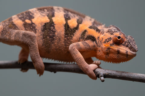Holdbacks/Individuals: Ambilobe offspring from "Ankavia" (AKA Lefty) x "Nala-andriana" (AKA Scorpion Queen) - Hatched March 2025 - Female #1