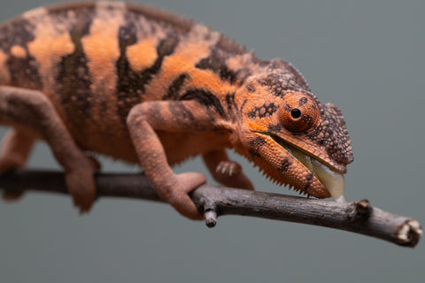 Holdbacks/Individuals: Ambilobe offspring from "Ankavia" (AKA Lefty) x "Nala-andriana" (AKA Scorpion Queen) - Hatched March 2025 - Female #1