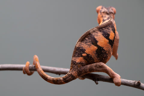 Holdbacks/Individuals: Ambilobe offspring from "Ankavia" (AKA Lefty) x "Nala-andriana" (AKA Scorpion Queen) - Hatched March 2025 - Female #1