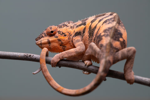 Holdbacks/Individuals: Ambilobe offspring from "Ankavia" (AKA Lefty) x "Nala-andriana" (AKA Scorpion Queen) - Hatched March 2025 - Female #1