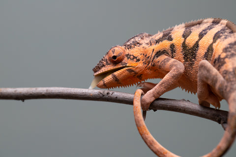 Holdbacks/Individuals: Ambilobe offspring from "Ankavia" (AKA Lefty) x "Nala-andriana" (AKA Scorpion Queen) - Hatched March 2025 - Female #1