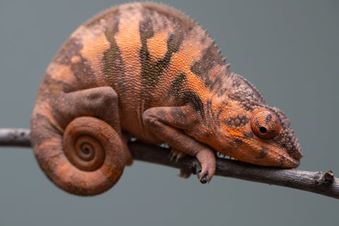 Holdbacks/Individuals: Ambilobe offspring from "Ankavia" (AKA Lefty) x "Nala-andriana" (AKA Scorpion Queen) - Hatched March 2025 - Female #1