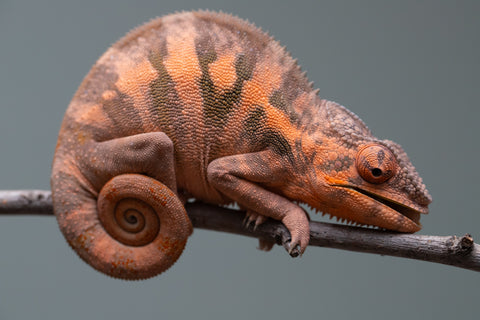 Holdbacks/Individuals: Ambilobe offspring from "Ankavia" (AKA Lefty) x "Nala-andriana" (AKA Scorpion Queen) - Hatched March 2025 - Female #1