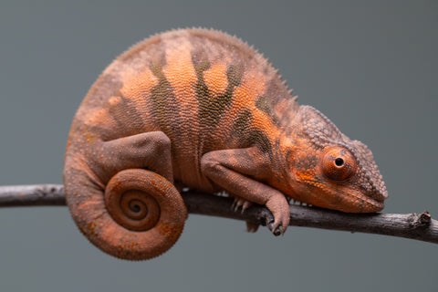 Holdbacks/Individuals: Ambilobe offspring from "Ankavia" (AKA Lefty) x "Nala-andriana" (AKA Scorpion Queen) - Hatched March 2025 - Female #1