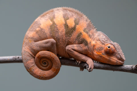 Holdbacks/Individuals: Ambilobe offspring from "Ankavia" (AKA Lefty) x "Nala-andriana" (AKA Scorpion Queen) - Hatched March 2025 - Female #1