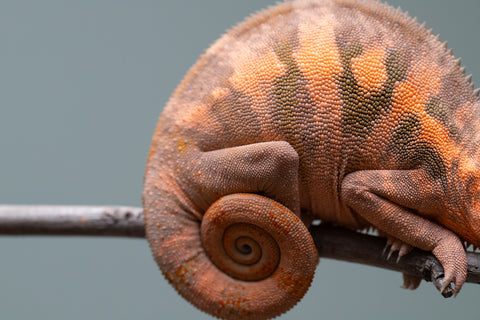 Holdbacks/Individuals: Ambilobe offspring from "Ankavia" (AKA Lefty) x "Nala-andriana" (AKA Scorpion Queen) - Hatched March 2025 - Female #1