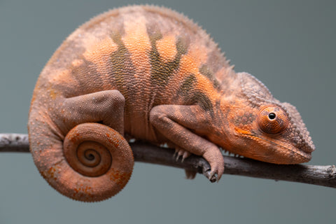 Holdbacks/Individuals: Ambilobe offspring from "Ankavia" (AKA Lefty) x "Nala-andriana" (AKA Scorpion Queen) - Hatched March 2025 - Female #1