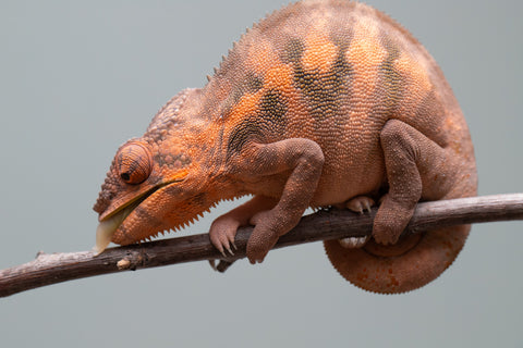 Holdbacks/Individuals: Ambilobe offspring from "Ankavia" (AKA Lefty) x "Nala-andriana" (AKA Scorpion Queen) - Hatched March 2025 - Female #1