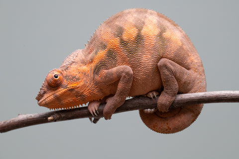 Holdbacks/Individuals: Ambilobe offspring from "Ankavia" (AKA Lefty) x "Nala-andriana" (AKA Scorpion Queen) - Hatched March 2025 - Female #1