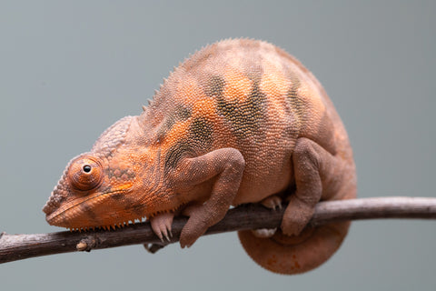 Holdbacks/Individuals: Ambilobe offspring from "Ankavia" (AKA Lefty) x "Nala-andriana" (AKA Scorpion Queen) - Hatched March 2025 - Female #1