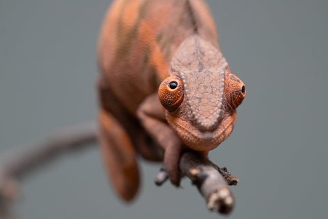 Holdbacks/Individuals: Ambilobe offspring from "Ankavia" (AKA Lefty) x "Nala-andriana" (AKA Scorpion Queen) - Hatched March 2025 - Female #1