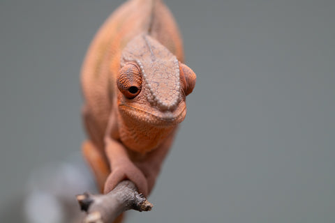 Holdbacks/Individuals: Ambilobe offspring from "Ankavia" (AKA Lefty) x "Nala-andriana" (AKA Scorpion Queen) - Hatched March 2025 - Female #1