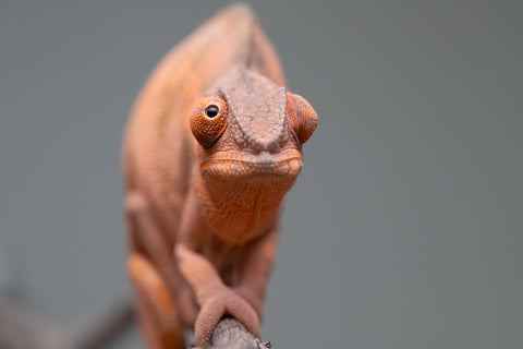 Holdbacks/Individuals: Ambilobe offspring from "Ankavia" (AKA Lefty) x "Nala-andriana" (AKA Scorpion Queen) - Hatched March 2025 - Female #1