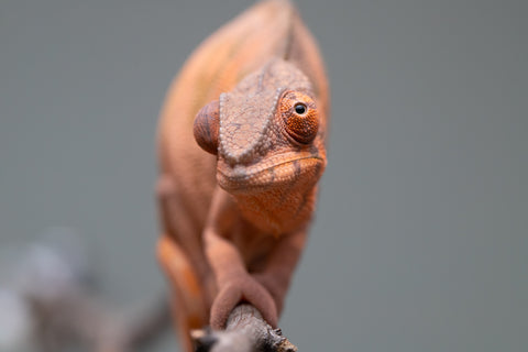 Holdbacks/Individuals: Ambilobe offspring from "Ankavia" (AKA Lefty) x "Nala-andriana" (AKA Scorpion Queen) - Hatched March 2025 - Female #1