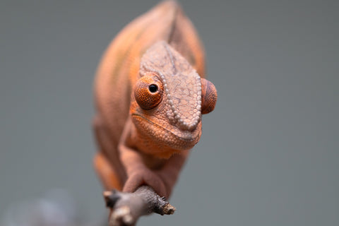 Holdbacks/Individuals: Ambilobe offspring from "Ankavia" (AKA Lefty) x "Nala-andriana" (AKA Scorpion Queen) - Hatched March 2025 - Female #1
