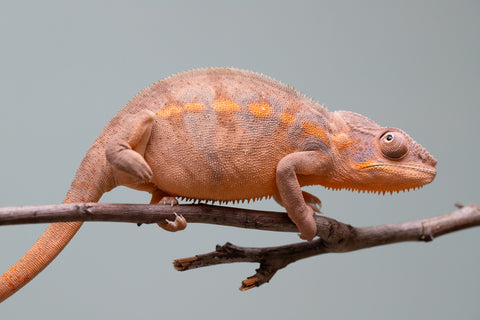 Holdbacks/Individuals: Ambilobe offspring from "Ankavia" (AKA Lefty) x "Nala-andriana" (AKA Scorpion Queen) - Hatched March 2025 - Female #2