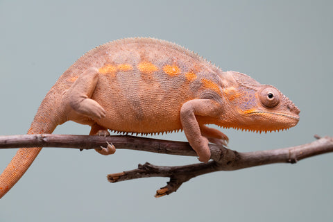 Holdbacks/Individuals: Ambilobe offspring from "Ankavia" (AKA Lefty) x "Nala-andriana" (AKA Scorpion Queen) - Hatched March 2025 - Female #2