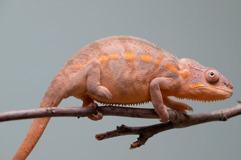 Holdbacks/Individuals: Ambilobe offspring from "Ankavia" (AKA Lefty) x "Nala-andriana" (AKA Scorpion Queen) - Hatched March 2025 - Female #2