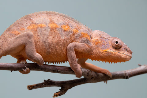 Holdbacks/Individuals: Ambilobe offspring from "Ankavia" (AKA Lefty) x "Nala-andriana" (AKA Scorpion Queen) - Hatched March 2025 - Female #2