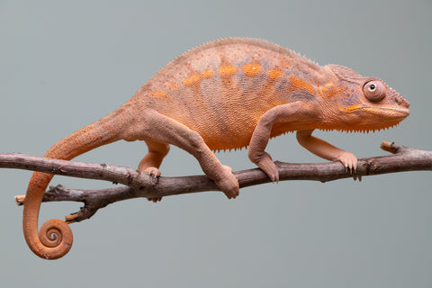 Holdbacks/Individuals: Ambilobe offspring from "Ankavia" (AKA Lefty) x "Nala-andriana" (AKA Scorpion Queen) - Hatched March 2025 - Female #2