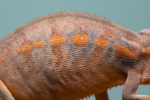 Holdbacks/Individuals: Ambilobe offspring from "Ankavia" (AKA Lefty) x "Nala-andriana" (AKA Scorpion Queen) - Hatched March 2025 - Female #2