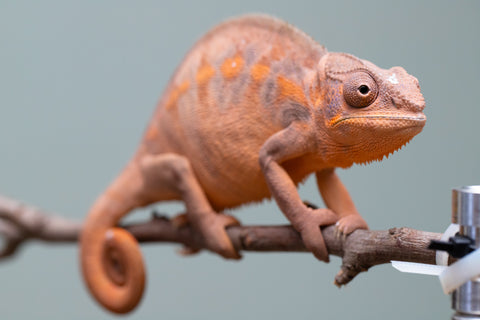 Holdbacks/Individuals: Ambilobe offspring from "Ankavia" (AKA Lefty) x "Nala-andriana" (AKA Scorpion Queen) - Hatched March 2025 - Female #2