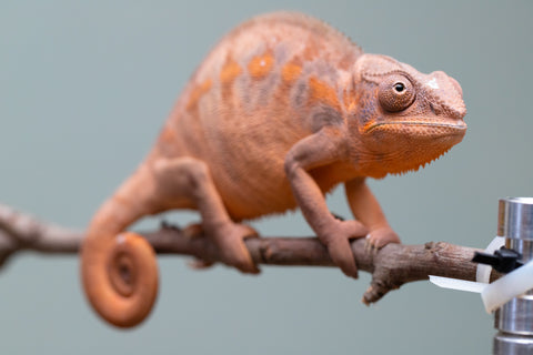 Holdbacks/Individuals: Ambilobe offspring from "Ankavia" (AKA Lefty) x "Nala-andriana" (AKA Scorpion Queen) - Hatched March 2025 - Female #2