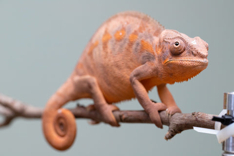 Holdbacks/Individuals: Ambilobe offspring from "Ankavia" (AKA Lefty) x "Nala-andriana" (AKA Scorpion Queen) - Hatched March 2025 - Female #2