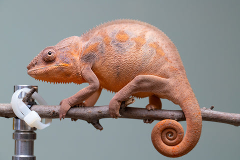 Holdbacks/Individuals: Ambilobe offspring from "Ankavia" (AKA Lefty) x "Nala-andriana" (AKA Scorpion Queen) - Hatched March 2025 - Female #2