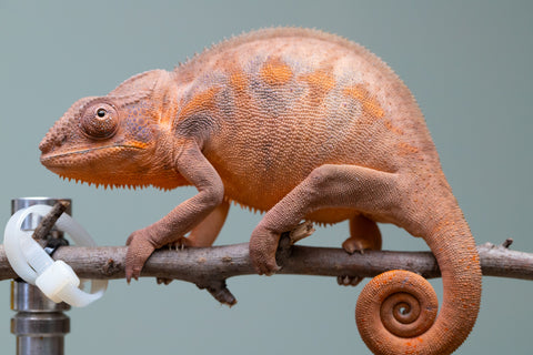 Holdbacks/Individuals: Ambilobe offspring from "Ankavia" (AKA Lefty) x "Nala-andriana" (AKA Scorpion Queen) - Hatched March 2025 - Female #2