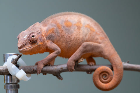 Holdbacks/Individuals: Ambilobe offspring from "Ankavia" (AKA Lefty) x "Nala-andriana" (AKA Scorpion Queen) - Hatched March 2025 - Female #2