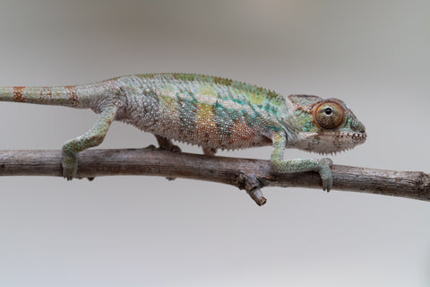 Holdbacks/Individuals: Ambilobe offspring from "Ankavia" (AKA Lefty) x "Nala-andriana" (AKA Scorpion Queen) - Hatched May 2025 - Male #1