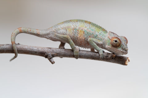 Holdbacks/Individuals: Ambilobe offspring from "Ankavia" (AKA Lefty) x "Nala-andriana" (AKA Scorpion Queen) - Hatched May 2025 - Male #1