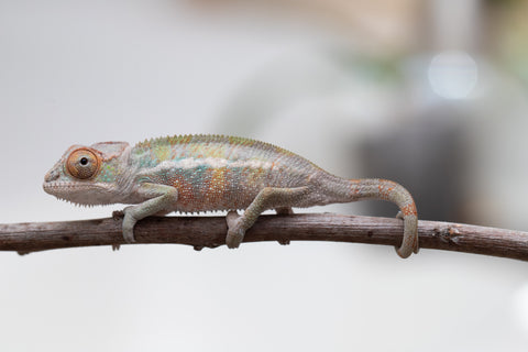 Holdbacks/Individuals: Ambilobe offspring from "Ankavia" (AKA Lefty) x "Nala-andriana" (AKA Scorpion Queen) - Hatched May 2025 - Male #1