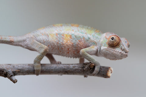 Holdbacks/Individuals: Ambilobe offspring from "Ankavia" (AKA Lefty) x "Nala-andriana" (AKA Scorpion Queen) - Hatched May 2025 - Male #1