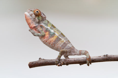 Holdbacks/Individuals: Ambilobe offspring from "Ankavia" (AKA Lefty) x "Nala-andriana" (AKA Scorpion Queen) - Hatched May 2025 - Male #1