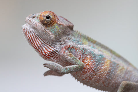 Holdbacks/Individuals: Ambilobe offspring from "Ankavia" (AKA Lefty) x "Nala-andriana" (AKA Scorpion Queen) - Hatched May 2025 - Male #1