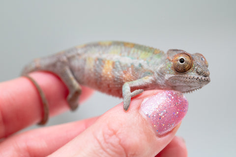 Holdbacks/Individuals: Ambilobe offspring from "Ankavia" (AKA Lefty) x "Nala-andriana" (AKA Scorpion Queen) - Hatched May 2025 - Male #1
