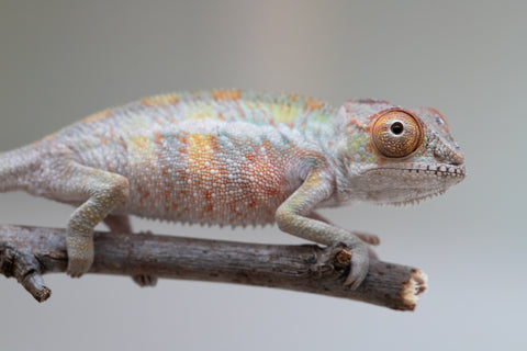 Holdbacks/Individuals: Ambilobe offspring from "Ankavia" (AKA Lefty) x "Nala-andriana" (AKA Scorpion Queen) - Hatched May 2025 - Male #1
